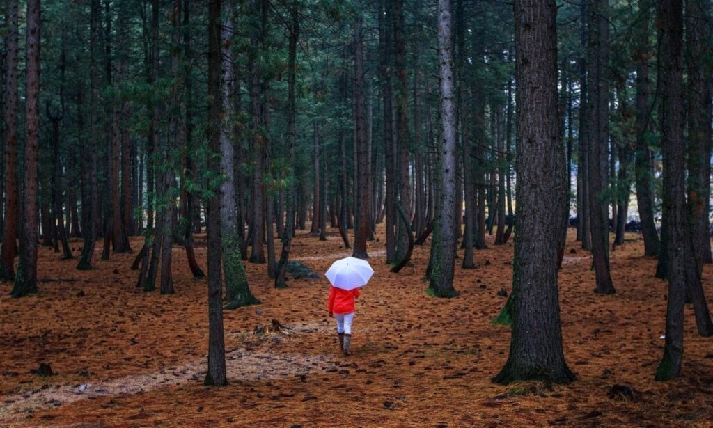 Thick Forest in Naltar