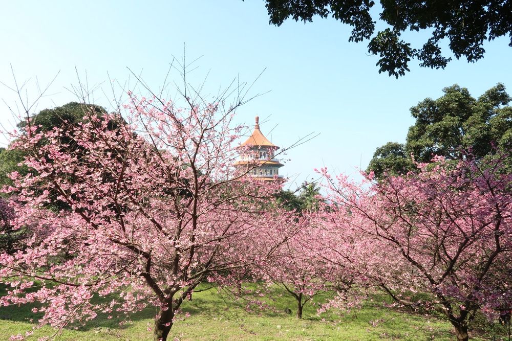 Cherry Blossom in Tamsui