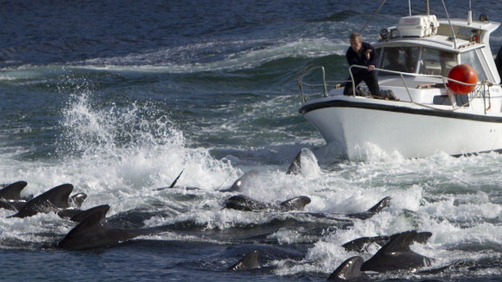 Dolphins near the Faroe Islands