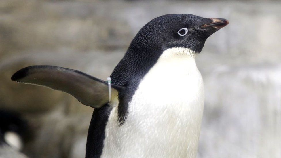  Adélie Penguin near Chirstchurch, New Zealand