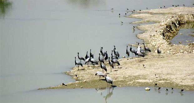 Migrating Birds during short stay at the Lake