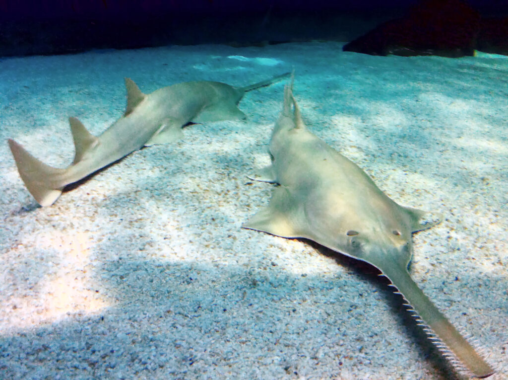 Longcomb Sawfish