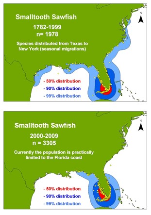 Current Population status of Sawfish