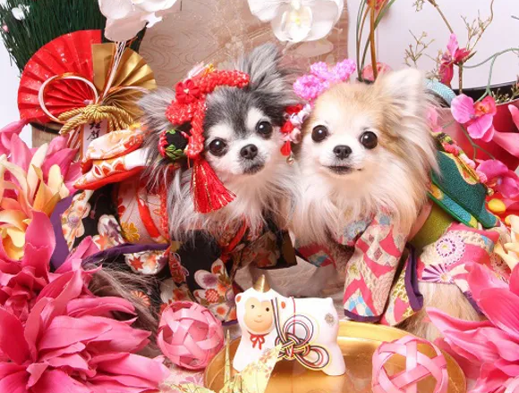 Pawsitively Heartwarming: Dogs Join Japanese Shinto Ceremonies