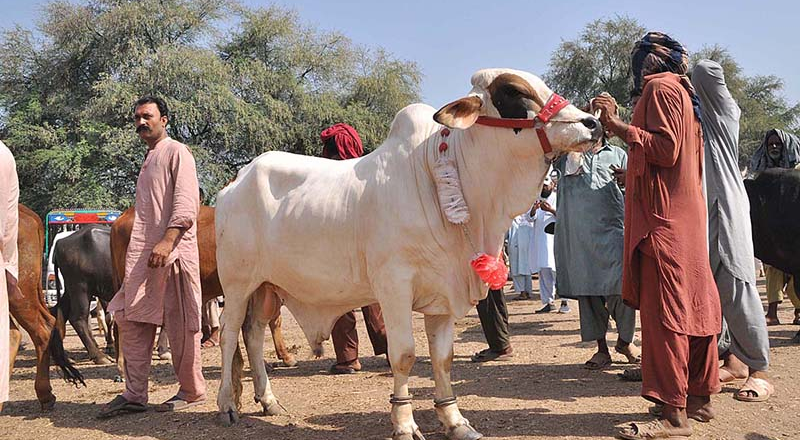 Eidul Azha Likely to be Celebrated on June 17 in Pakistan