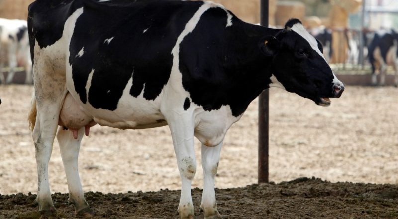 Cows Infected with Bird Flu Died in Five US States