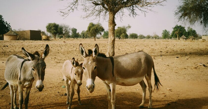 Pakistan’s Donkey Population Grows to 5.9 Million in 2023-24