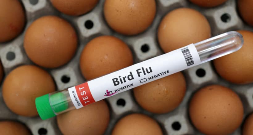 US Grants Moderna $176 Million to Develop Bird Flu Vaccine