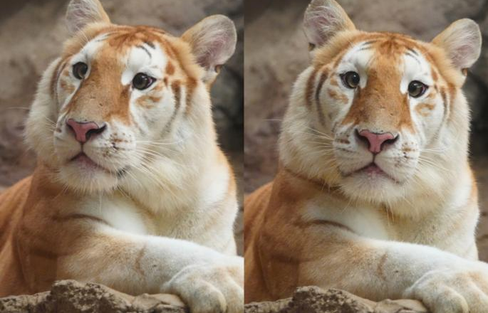 Ava, the Golden Tiger from Chiang Mai: Stealing Hearts Worldwide