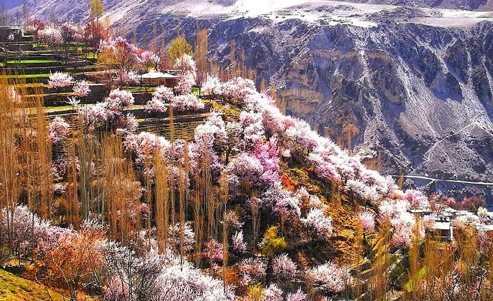 Cherry Blossom Season in Skardu Is Coming With Full Bloom